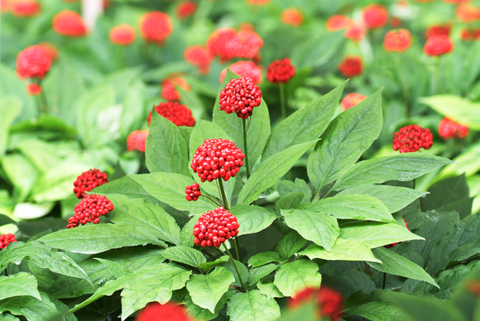 What is Ginseng Berry? Why do Koreans love Ginseng Berry?